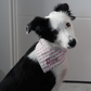 Personalised heart print dog bandana photographed on a border collie pup. 